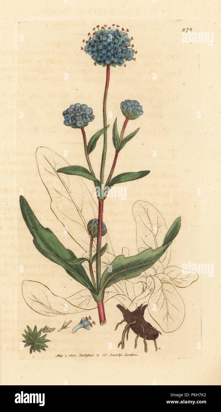 Devil's bit scabious, Succisa pratensis (Scabiosa succisa). Handcoloured copperplate engraving after a drawing by James Sowerby for James Smith's English Botany, 1801. Stock Photo