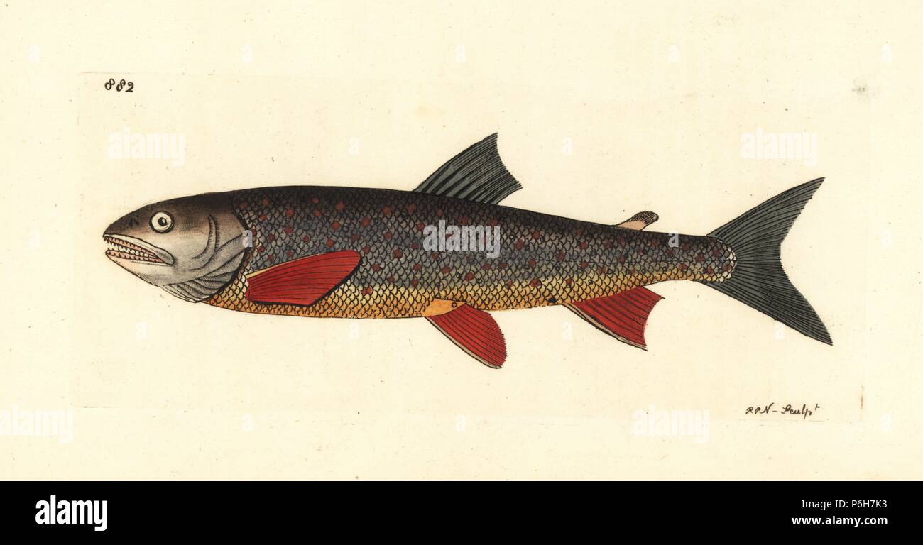 Salvelin trout, Salmo salvelinus. Arctic char, Salvelinus alpinus? Illustration drawn and engraved by Richard Polydore Nodder. Handcoloured copperplate engraving from George Shaw and Frederick Nodder's 'The Naturalist's Miscellany,' London, 1809. Stock Photo