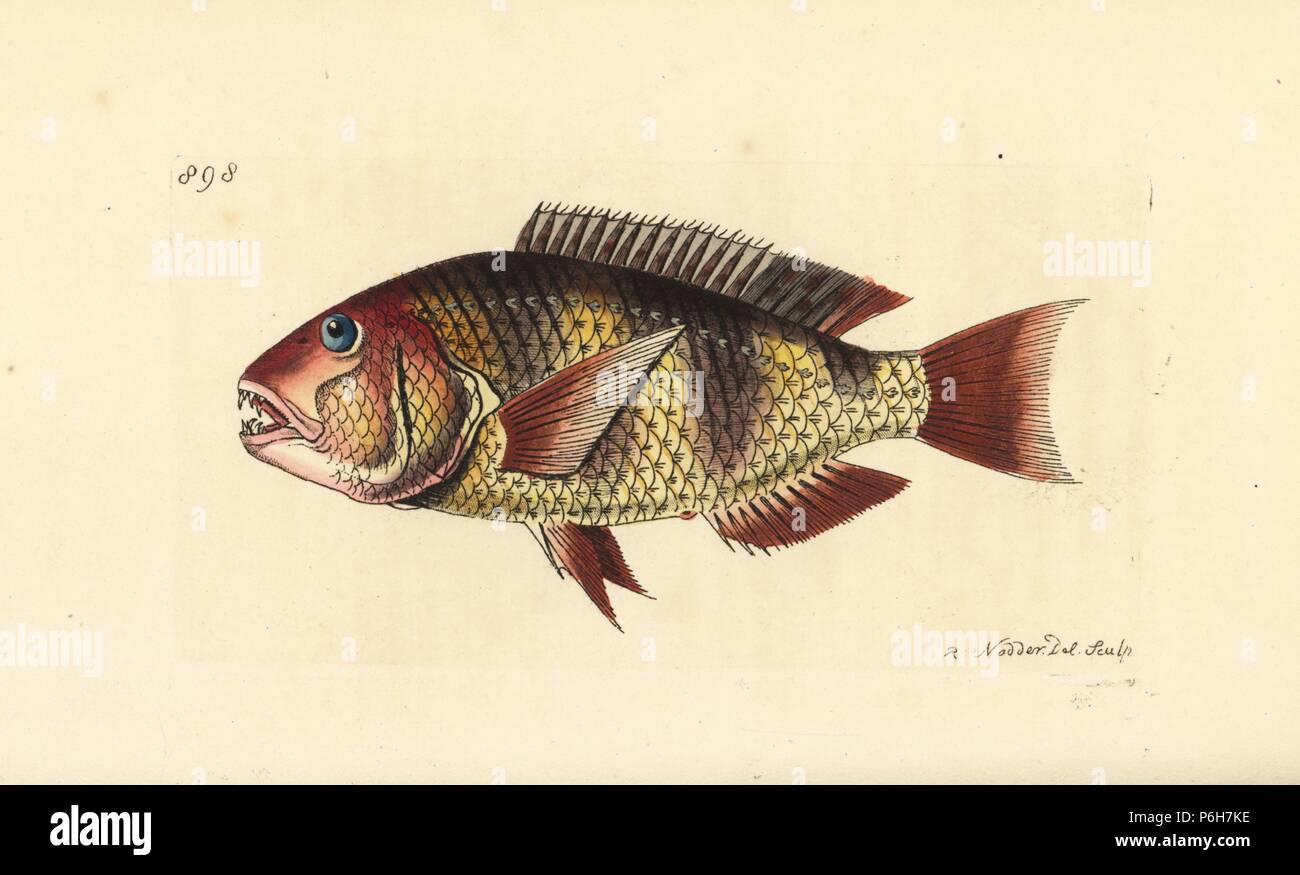 Orange-dotted tuskfish, Choerodon anchorago (Anchor-toothed sparus, Sparus anchorago). Illustration drawn and engraved by Richard Polydore Nodder. Handcoloured copperplate engraving from George Shaw and Frederick Nodder's 'The Naturalist's Miscellany,' London, 1809. Stock Photo