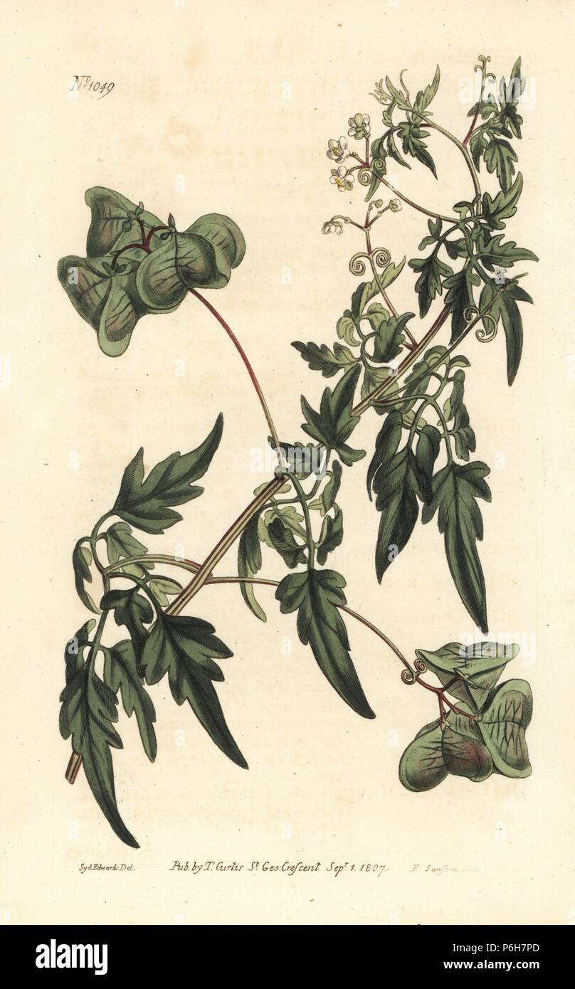 Smooth heart-seed or balloon plant, Cardiospermum halicacabum. Handcoloured copperplate engraving by F. Sansom from an illustration by Sydenham Edwards from William Curtis's Botanical Magazine, London, 1807. Stock Photo