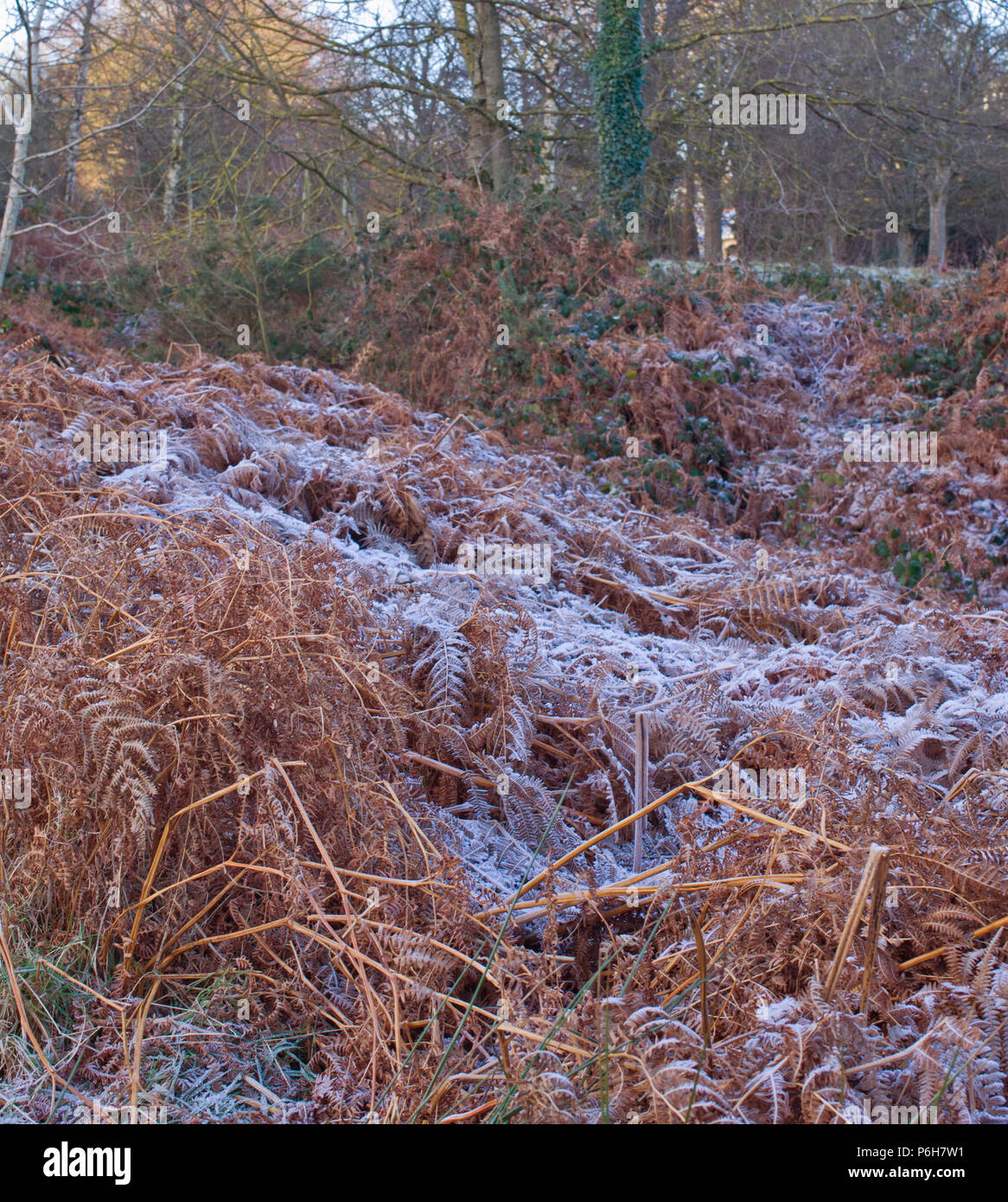 Winter Frost on Bracken January UK Stock Photo