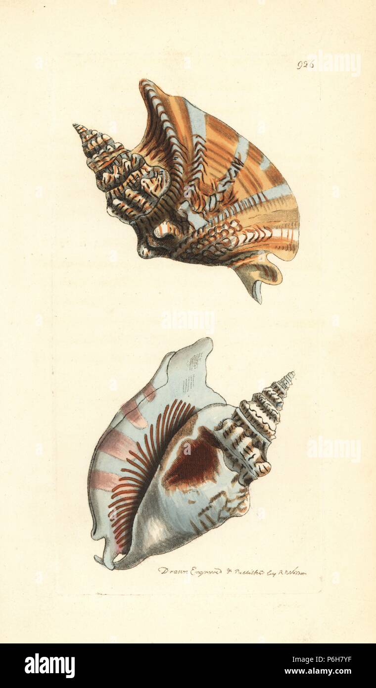 Diana conch, Euprotomus aurisdianae (Ear strombus shell, Strombus auris dianae). Illustration drawn and engraved by Richard Polydore Nodder. Handcoloured copperplate engraving from George Shaw and Frederick Nodder's 'The Naturalist's Miscellany,' London, 1810. Stock Photo