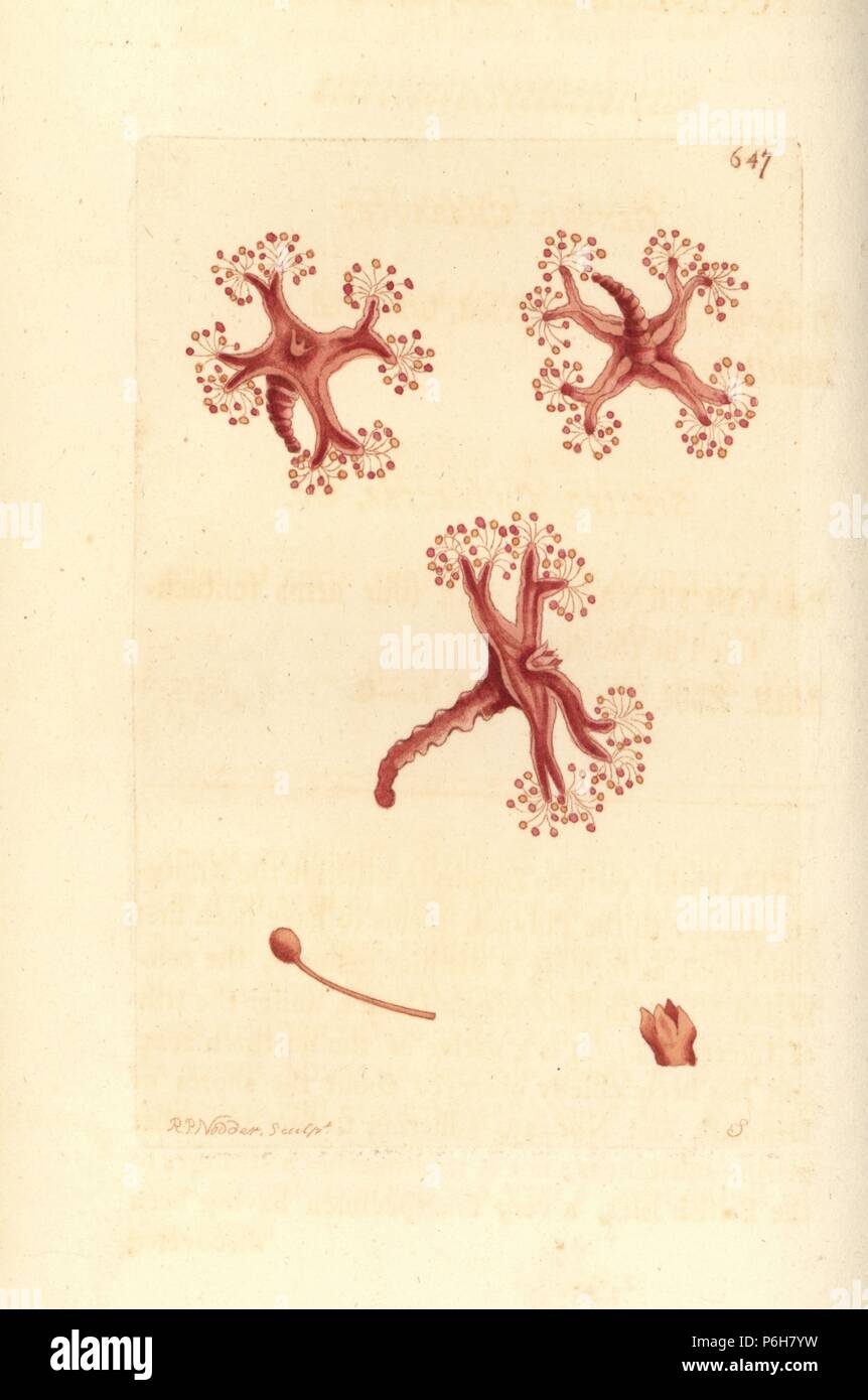 Stalked jellyfish, Lucernaria quadricornis (Four-lobed lucernaria, Lucernaria quadriloba). Illustration drawn and engraved by Richard Polydore Nodder. Handcoloured copperplate engraving from George Shaw and Frederick Nodder's The Naturalist's Miscellany, London, 1804. Stock Photo