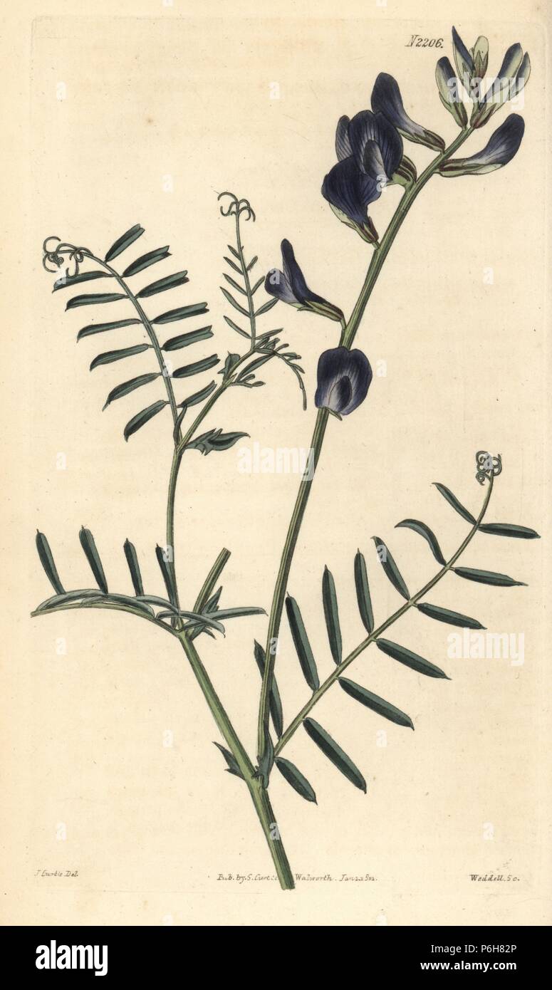 Saint-foin vetch, Vicia onobrychioides. Handcoloured copperplate engraving by Weddell after a drawing by John Curtis for Samuel Curtis' continuation of William Curtis' Botanical Magazine, London, 1820. Stock Photo