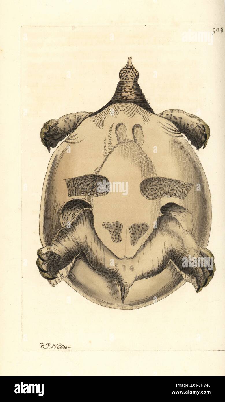 Nile softshell turtle, Trionyx triunguis (Nilotic tortoise, Testudo nilotica). Illustration drawn and engraved by Richard Polydore Nodder. Handcoloured copperplate engraving from George Shaw and Frederick Nodder's 'The Naturalist's Miscellany,' London, 1809. Stock Photo