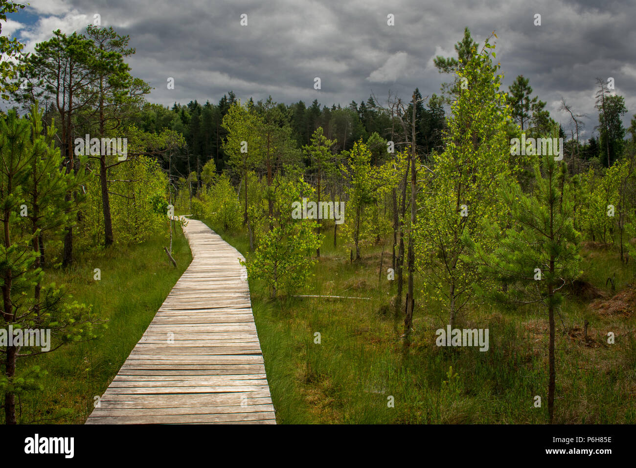 Walking path in swamp. Stock Photo