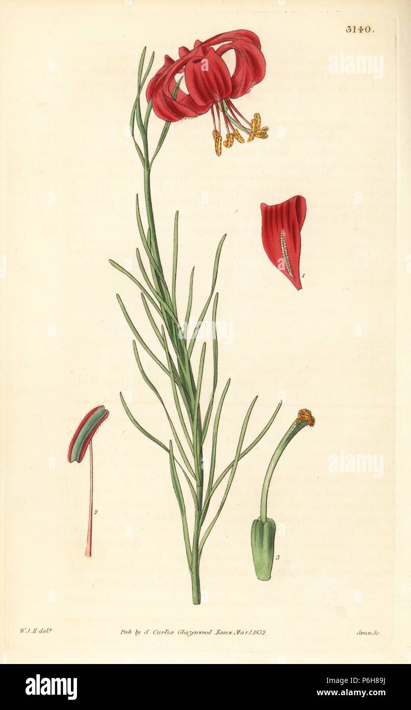 Slender leaved lily, Lilium pumilum (Lilium tenuifolium) native to Mongolia, Korea and China. Handcoloured copperplate engraving by Swan after an illustration by William Jackson Hooker from Samuel Curtis' 'Botanical Magazine,' London, 1832. Stock Photo
