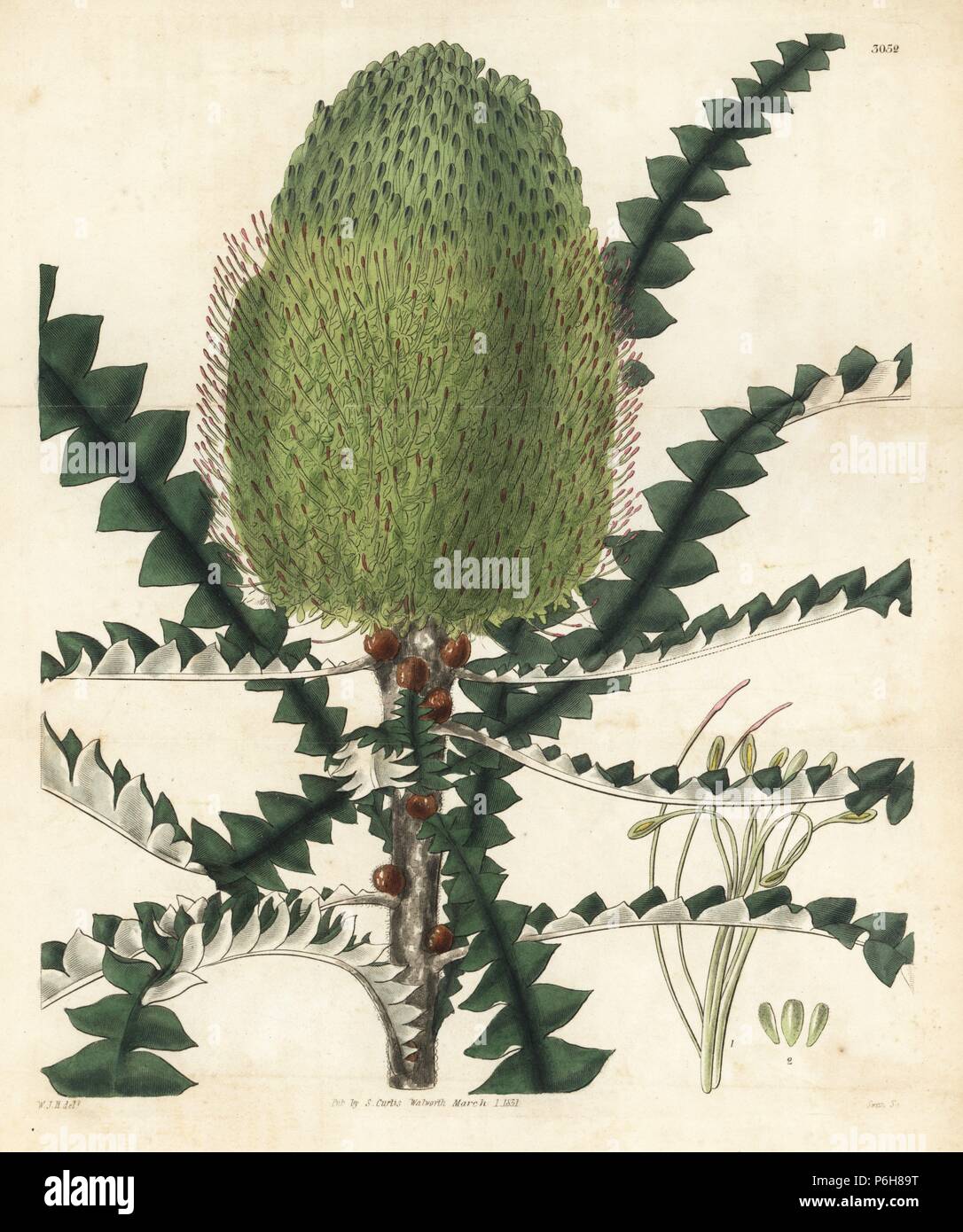 Handsome or showy banksia, Banksia speciosa. Handcoloured copperplate engraving by Swan after an illustration by William Jackson Hooker from Samuel Curtis's 'Botanical Magazine,' London, 1831. Stock Photo