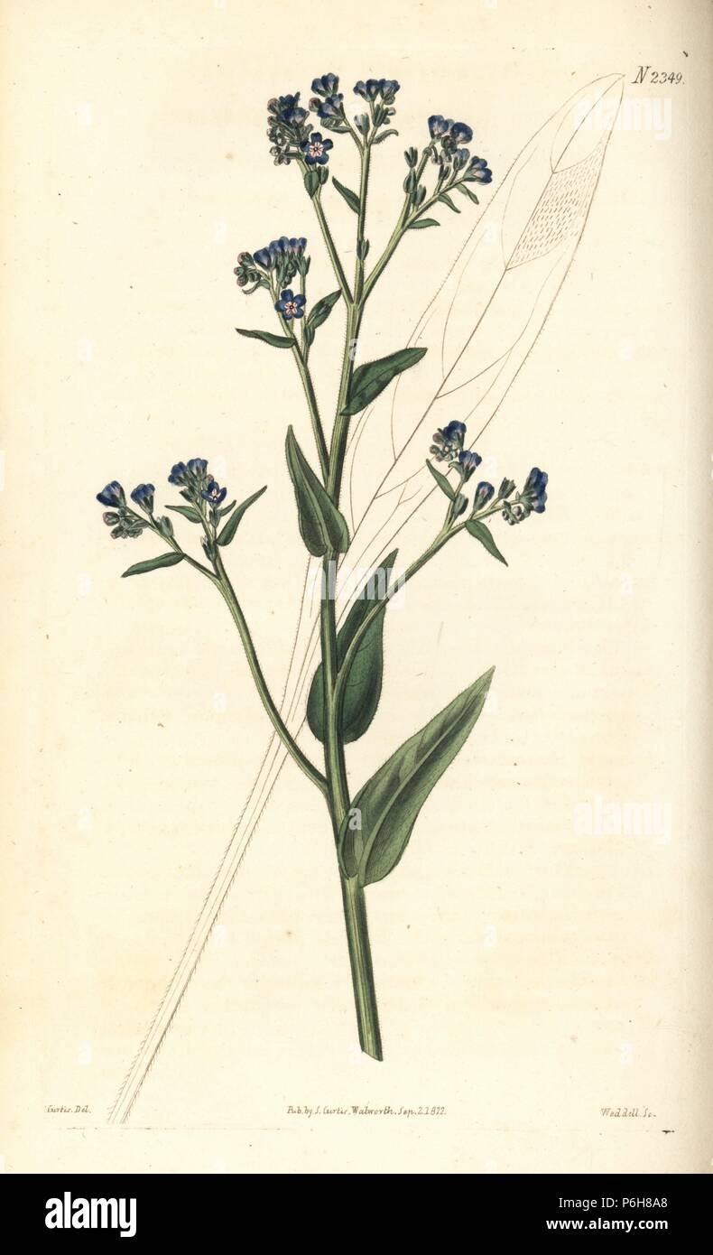Barrelier's bugloss, Anchusa barrelieri. Handcoloured copperplate engraving by Weddell after an illustration by John Curtis from Samuel Curtis's 'Botanical Magazine,' London, 1822,. Stock Photo