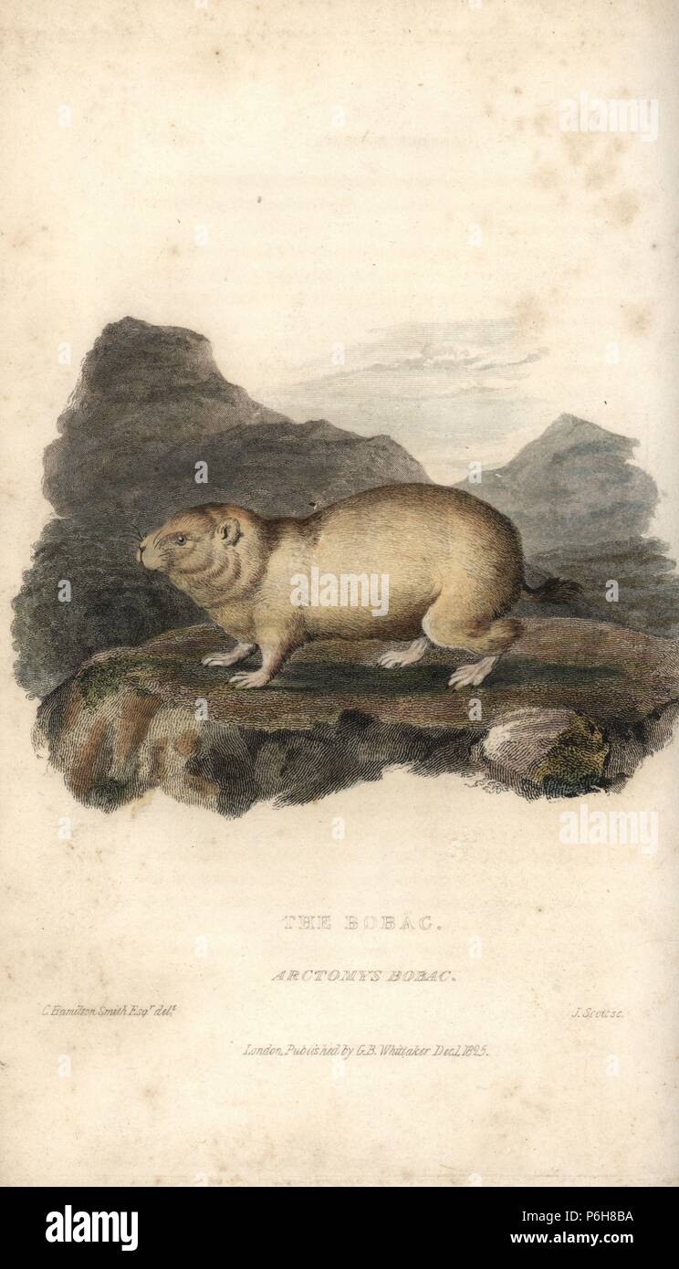 Bobak marmot, Marmota bobak (Bobac, Arctomys bobac). Handcoloured copperplate engraving by J. Scott after an illustration by Charles Hamilton Smith from Edward Griffith's The Animal Kingdom by the Baron Cuvier, London, Whittaker, 1825. Stock Photo