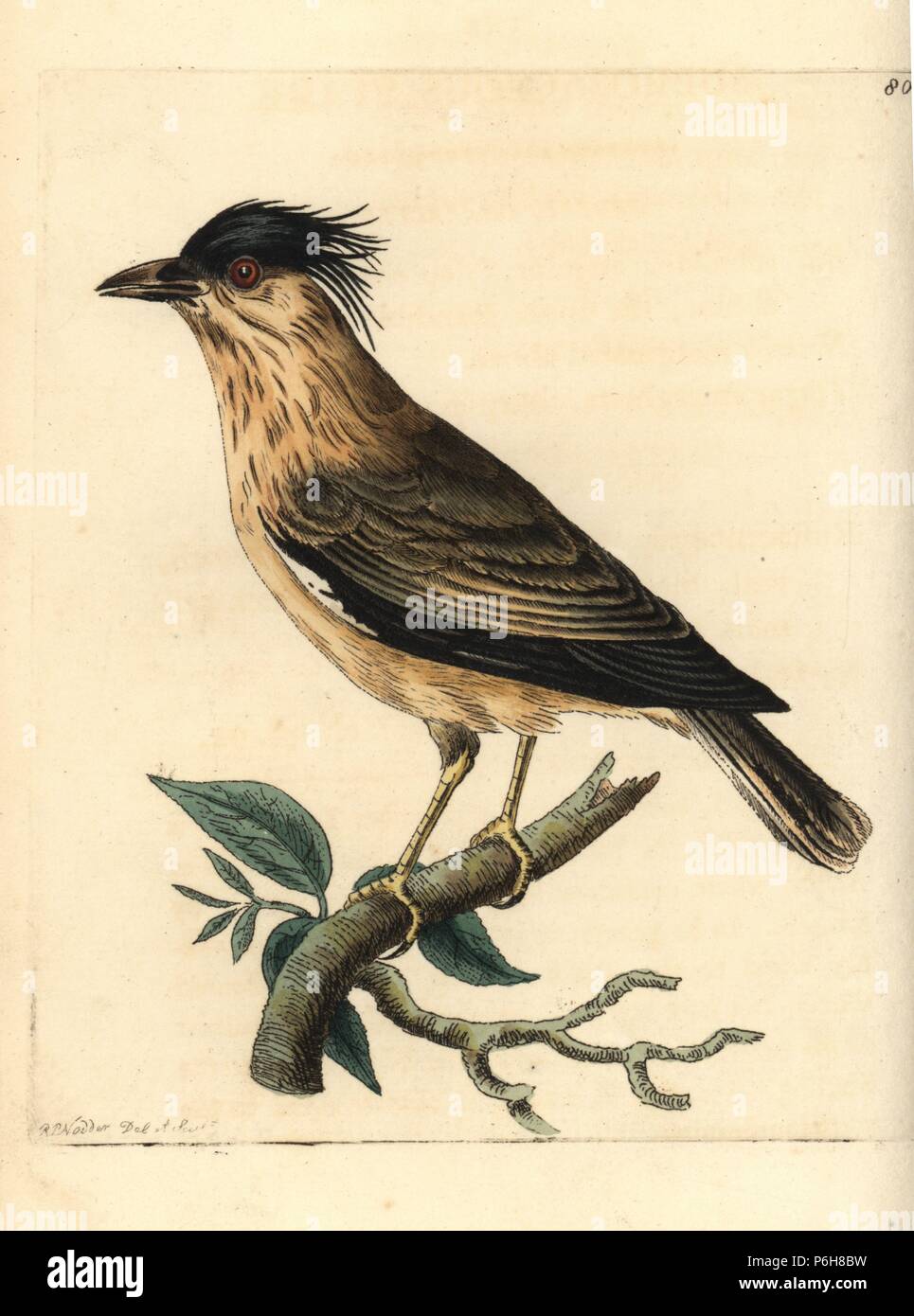 Brahminy myna or Brahminy starling, Temenuchus pagodarum (Subrosaceous stare, Sturnus subroseus). Illustration drawn and engraved by Richard Polydore Nodder. Handcoloured copperplate engraving from George Shaw and Frederick Nodder's The Naturalist's Miscellany, London, 1806. Stock Photo