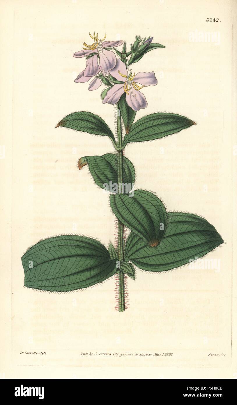 Cuaresma, Tibouchina nitida (Shining arthrostemma, Arthostemma nitida). Handcoloured copperplate engraving by Swan after an illustration by Dr. Greville from Samuel Curtis' 'Botanical Magazine,' London, 1832. Stock Photo