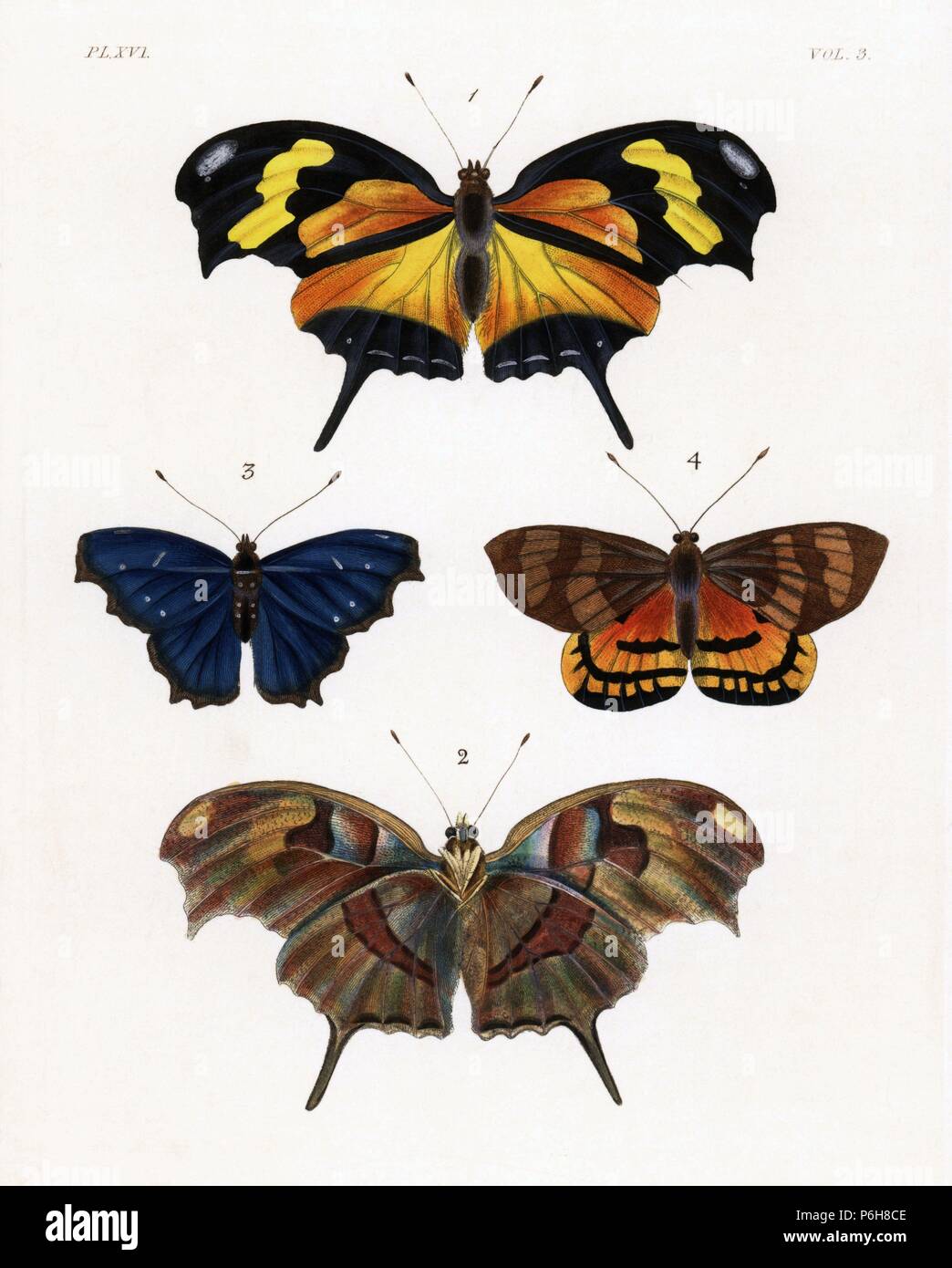 Consul Fabius Tiger leafwing, Consul fabius Nymphalis hippona, upper side 1, under ...
