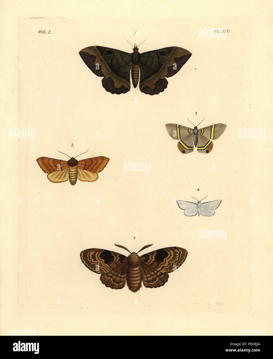 Cyligramma fluctuosa (Erebus fluctuosus) 1, Phrygionis argentata (Geometra argentata) 2, Datana ministra (Petasia? ministra) 3, delta moth, Hydrocampa? nivalis 4, and Euglyphis rivulosa (Liparis? rivulosa) 5. Handcoloured lithograph from John O. Westwood's new edition of Dru Drury's 'Illustrations of Exotic Entomology,' Bohn, London, 1837. Stock Photo