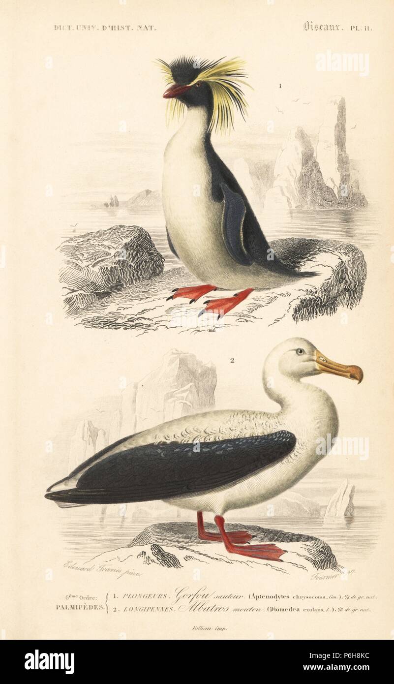 Southern rockhopper penguin, Eudyptes chrysocome (vulnerable), and wandering albatross, Diomedea exulans (vulnerable). Handcoloured engraving by Fournier after an illustration by Edouard Travies from Charles d'Orbigny's Dictionnaire Universel d'Histoire Naturelle (Dictionary of Natural History), Paris, 1849. Stock Photo