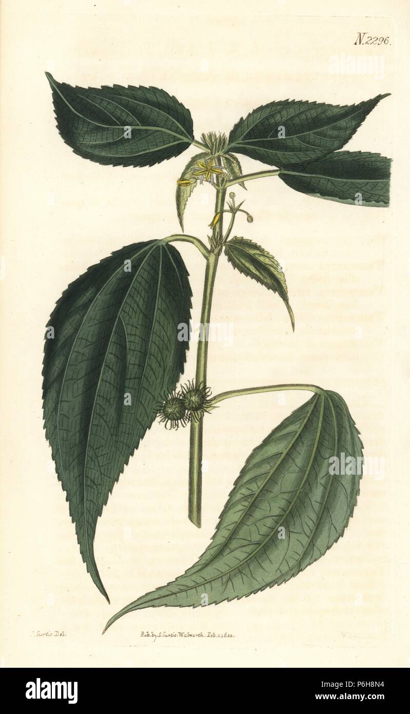 Common burbush or annual triumfetta, Triumfetta annua. Handcoloured copperplate engraving by Weddell after an illustration by John Curtis from Samuel Curtis's 'Botanical Magazine,' London, 1822. Stock Photo