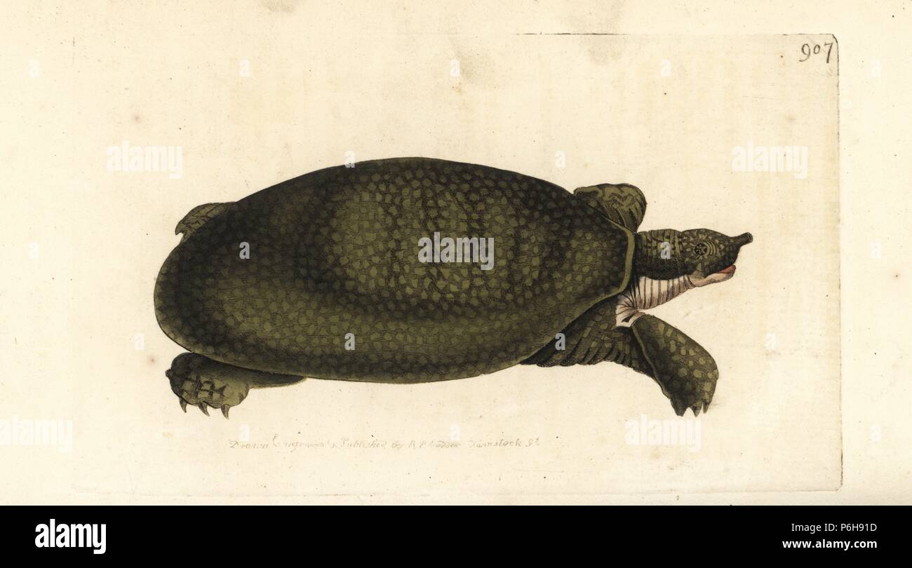 Nile softshell turtle, Trionyx triunguis (Nilotic tortoise, Testudo nilotica). Illustration drawn and engraved by Richard Polydore Nodder. Handcoloured copperplate engraving from George Shaw and Frederick Nodder's 'The Naturalist's Miscellany,' London, 1809. Stock Photo