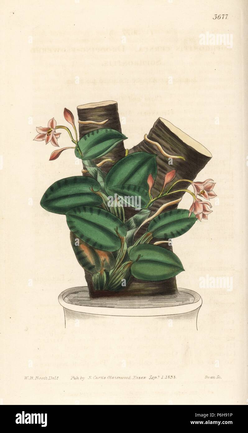 Nodding sophonitis orchid, Cattleya cernua (Drooping flowered sophronitis, Sophronitis cernua). Handcoloured copperplate engraving after a botanical illustration by W.B. Booth from William Jackson Hooker's Botanical Magazine, London, 1839. Stock Photo