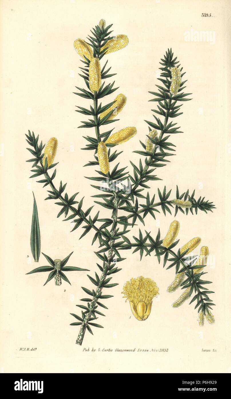 Ovoid prickly moses, Acacia verticillata subsp. ruscifolia (Butcher's broom-leaved acacia, Acacia ruscifolia). Handcoloured copperplate engraving by Swan after an illustration by William Jackson Hooker from Samuel Curtis' 'Botanical Magazine,' London, 1832. Stock Photo