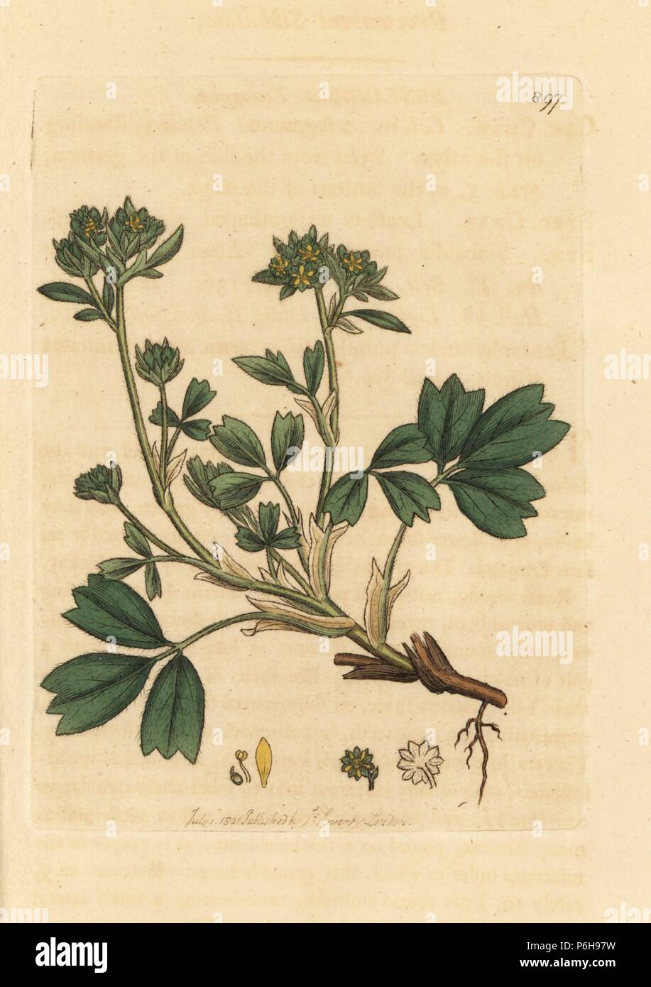 Creeping sibbaldia, Sibbaldia procumbens, used by the Inuits for a tea called arpehutik. Handcoloured copperplate engraving after a drawing by James Sowerby for James Smith's English Botany, 1801. Stock Photo
