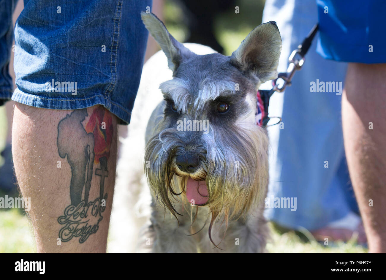 A close up of a participant's tattoo and their dog at an Orange Order march in Cowdenbeath, Fife. Stock Photo