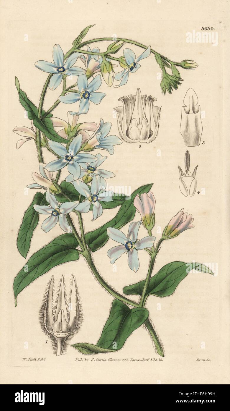 Oxypetalum coeruleum (Changeable flowered tweedia, Tweedia versicolor). Handcoloured copperplate engraving after a botanical illustration by Walter Fitch from William Jackson Hooker's Botanical Magazine, London, 1838. Stock Photo