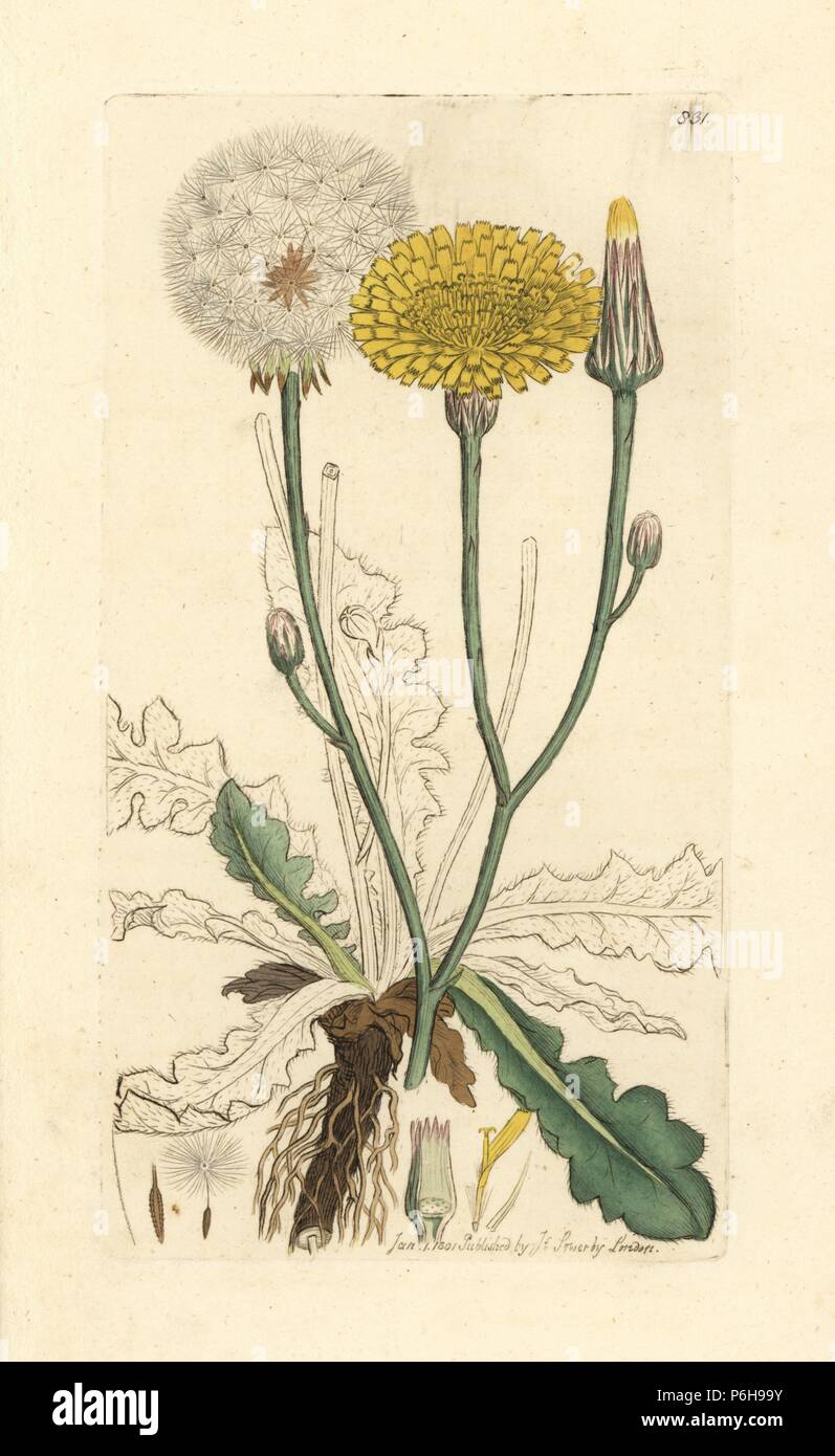Long-rooted cat's ear, Hypochaeris radicata. Handcoloured copperplate engraving after a drawing by James Sowerby for James Smith's English Botany, 1801. Stock Photo