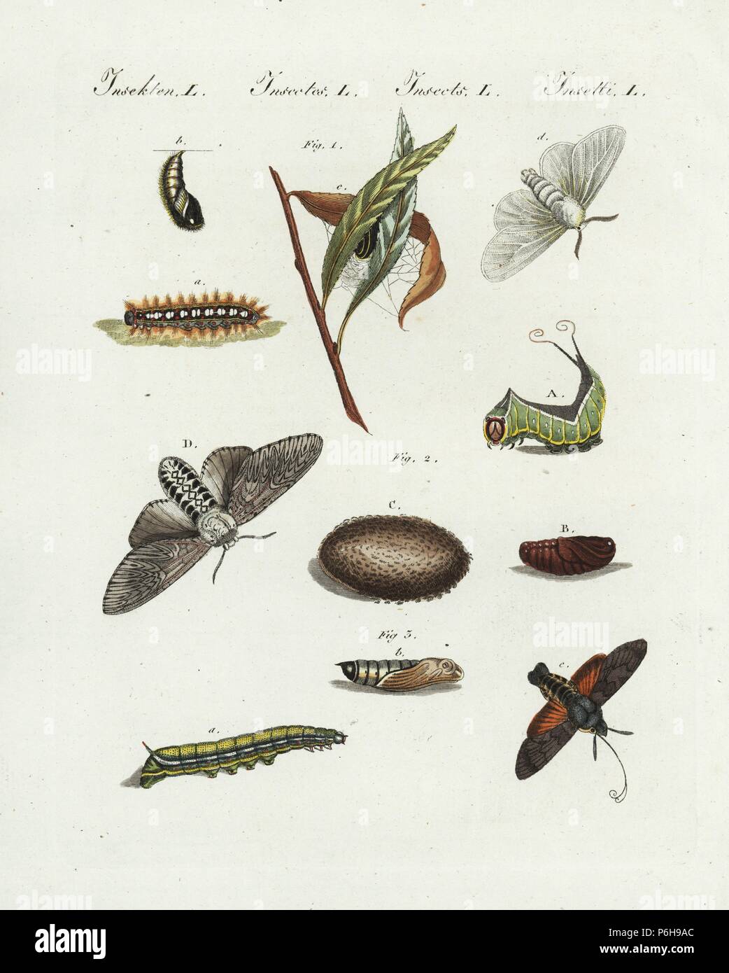 White satin moth, Leucoma salicis 1, puss moth, Cerura vinula, and hummingbird hawk-moth, Macroglossum stellatarum 3, moth, larva, caterillar, pupa. Handcoloured copperplate engraving from Bertuch's 'Bilderbuch fur Kinder' (Picture Book for Children), Weimar, 1807. Friedrich Johann Bertuch (1747-1822) was a German publisher and man of arts most famous for his 12-volume encyclopedia for children illustrated with 1,200 engraved plates on natural history, science, costume, mythology, etc., published from 1790-1830. Stock Photo
