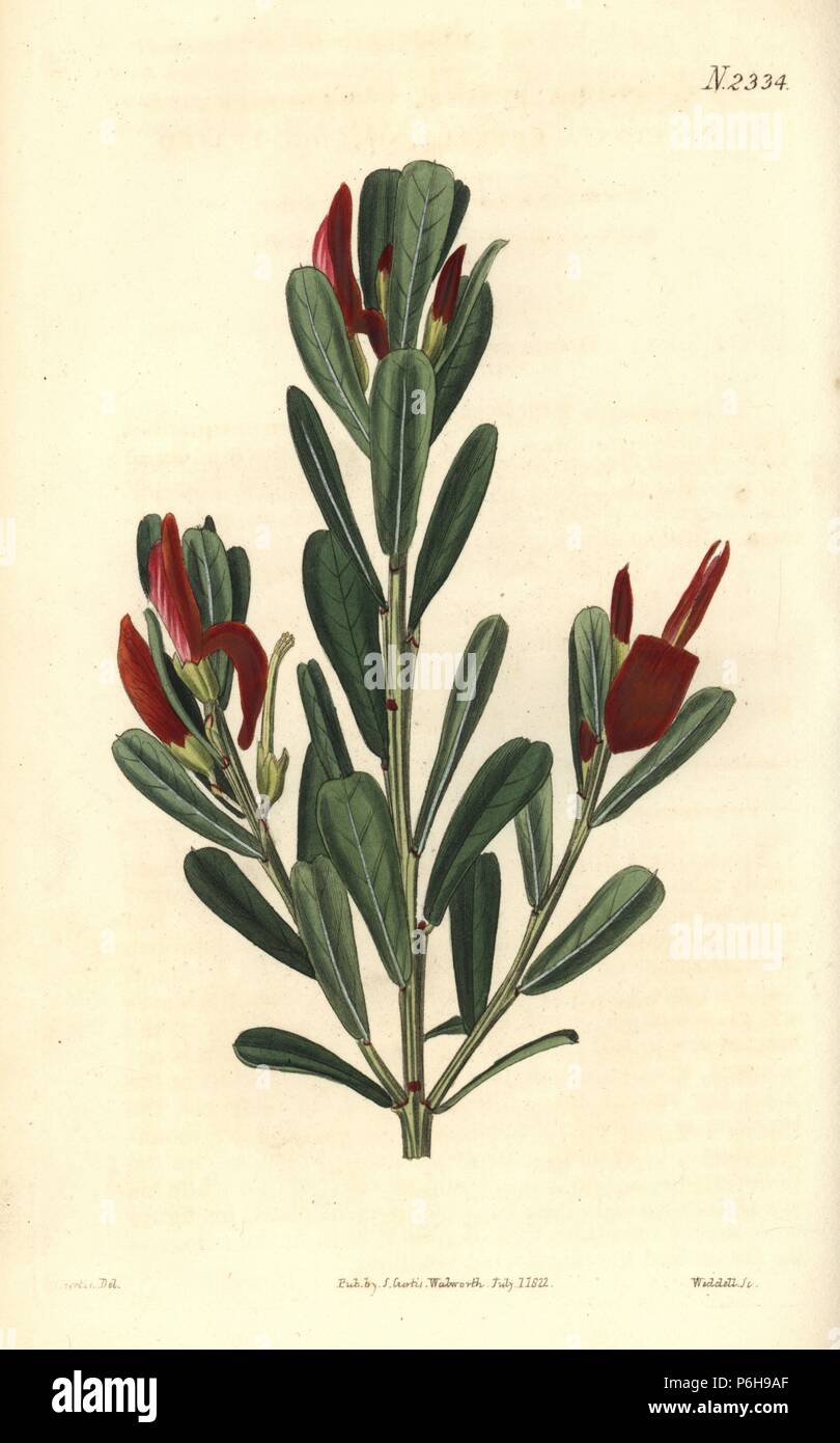 Cockies tongues or wedge-leaved templetonia, Templetonia retusa. Handcoloured copperplate engraving by Weddell after an illustration by John Curtis from Samuel Curtis's 'Botanical Magazine,' London, 1822. Stock Photo