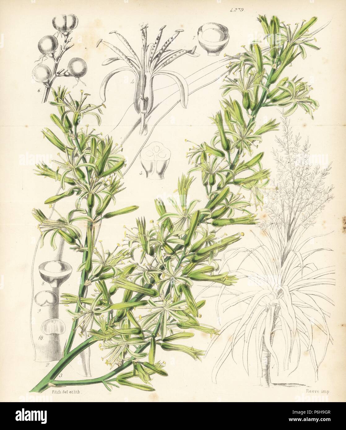 Dracaena angustifolia (Rumphius' cordyline, Cordyline rumphii). Handcoloured botanical illustration drawn and lithographed by Walter Fitch from Sir William Jackson Hooker's 'Curtis's Botanical Magazine,' London, 1847. Stock Photo