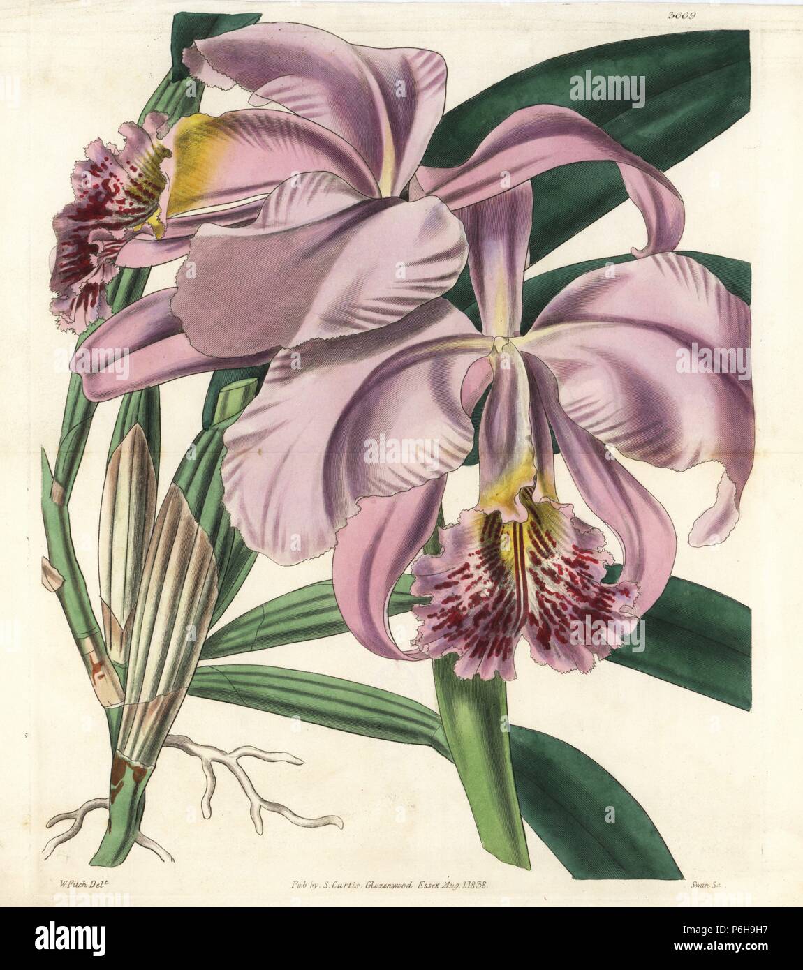 Mrs Moss' superb cattleya or easter orchid, Cattleya mossiae. Handcoloured copperplate engraving after a botanical illustration by Walter Fitch from William Jackson Hooker's Botanical Magazine, London, 1838. Stock Photo