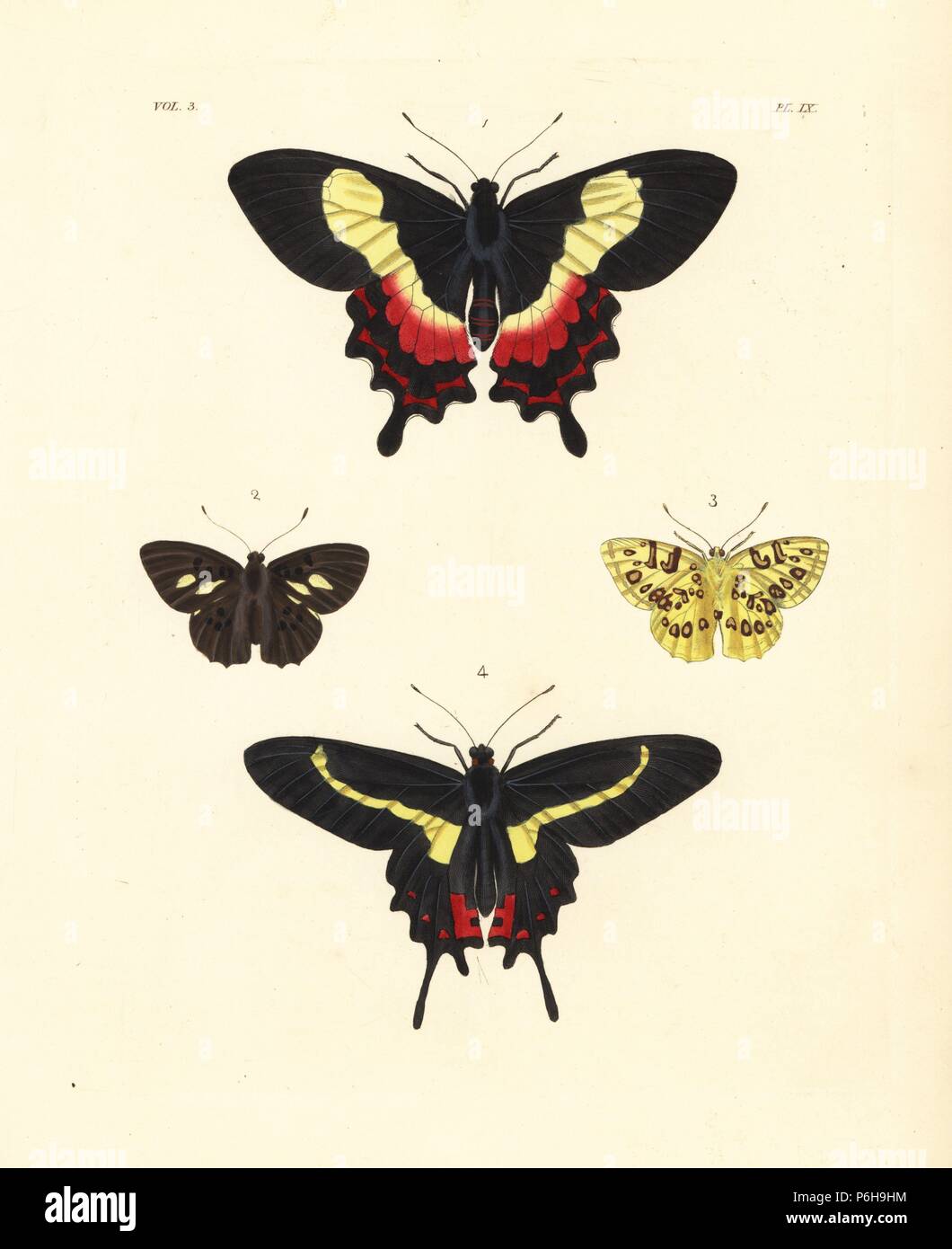 Fluminense swallowtail, Parides ascanius, vulnerable 1, Anteros acheus, upper side 2, under side 3, and Parides agavus swallowtail butterfly 4. Handcoloured lithograph from John O. Westwood's new edition of Dru Drury's 'Illustrations of Exotic Entomology,' Bohn, London, 1837. Stock Photo
