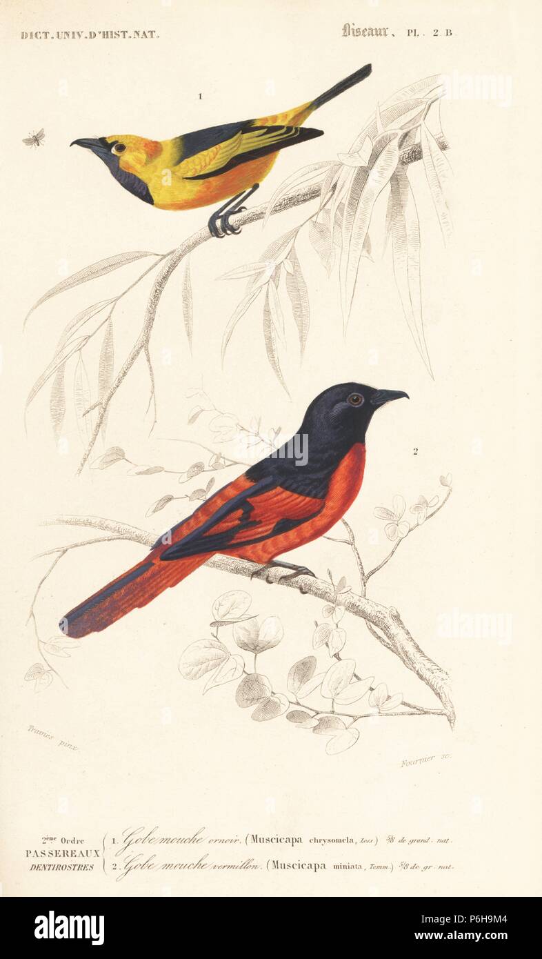Golden monarch, Monarcha chrysomela, and Sunda minivet, Pericrocotus miniatus. Handcoloured engraving by Fournier after an illustration by Edouard Travies from Charles d'Orbigny's Dictionnaire Universel d'Histoire Naturelle (Dictionary of Natural History), Paris, 1849. Stock Photo