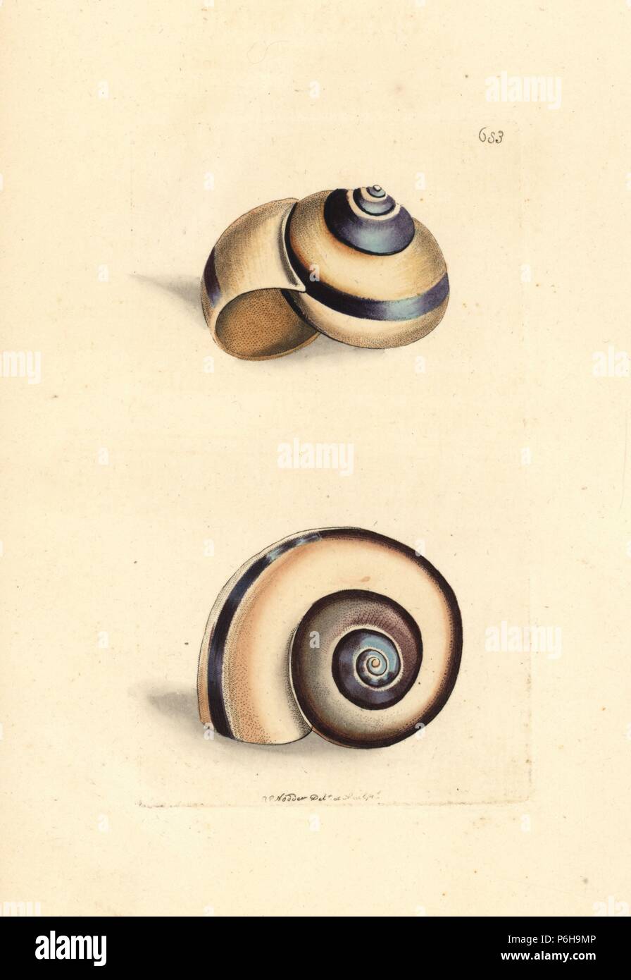 Citron snail, Helix citrina. Illustration drawn and engraved by Richard Polydore Nodder. Handcoloured copperplate engraving from George Shaw and Frederick Nodder's The Naturalist's Miscellany, London, 1804. Stock Photo