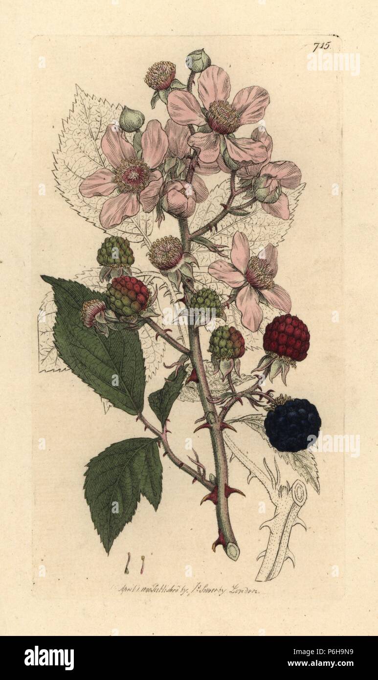 Common bramble or blackberry, Rubus fruticosus. Handcoloured