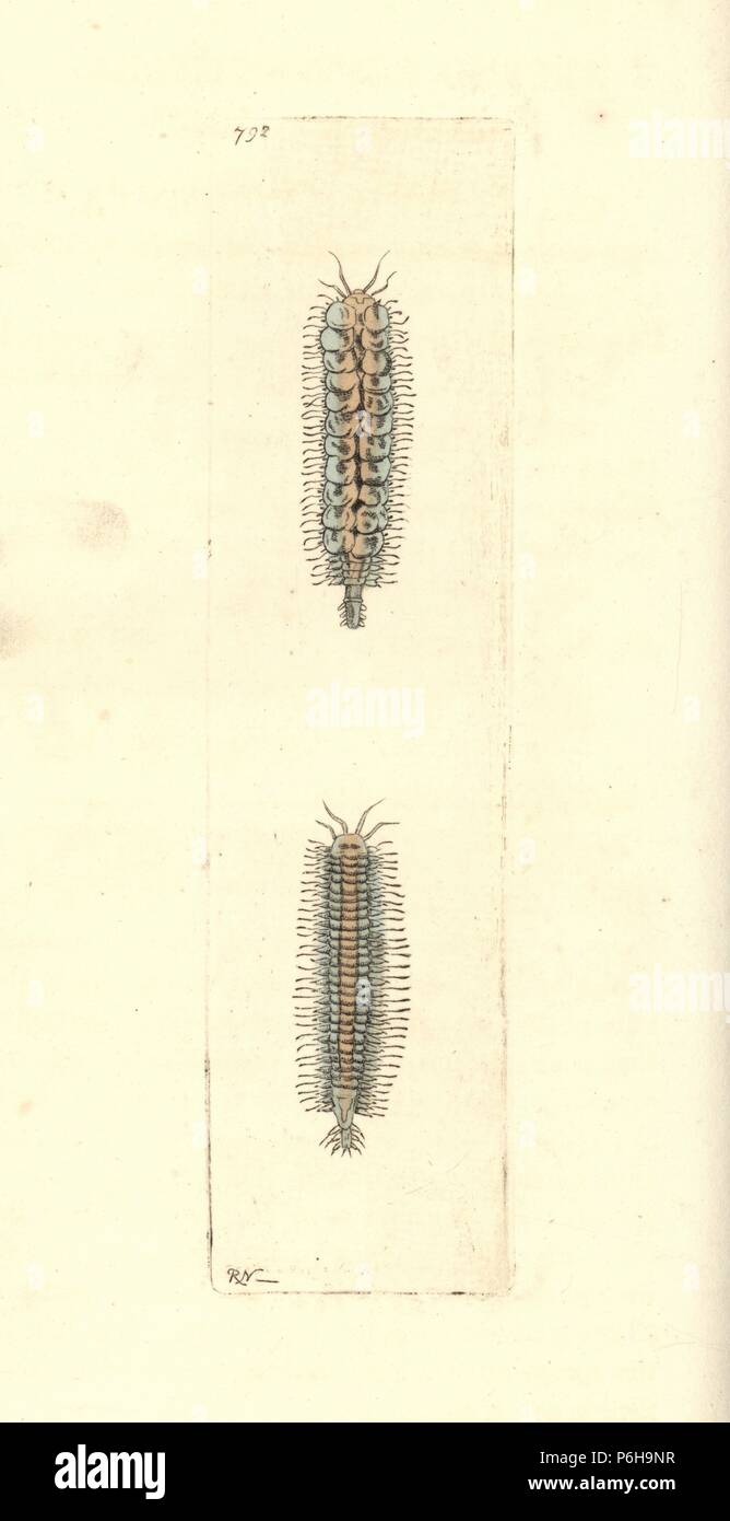 Gattyana cirrhosa polychaete worm (Cirrhated aphrodita, Aphrodita cirrhosa). Illustration drawn and engraved by Richard Polydore Nodder. Handcoloured copperplate engraving from George Shaw and Frederick Nodder's The Naturalist's Miscellany, London, 1806. Stock Photo