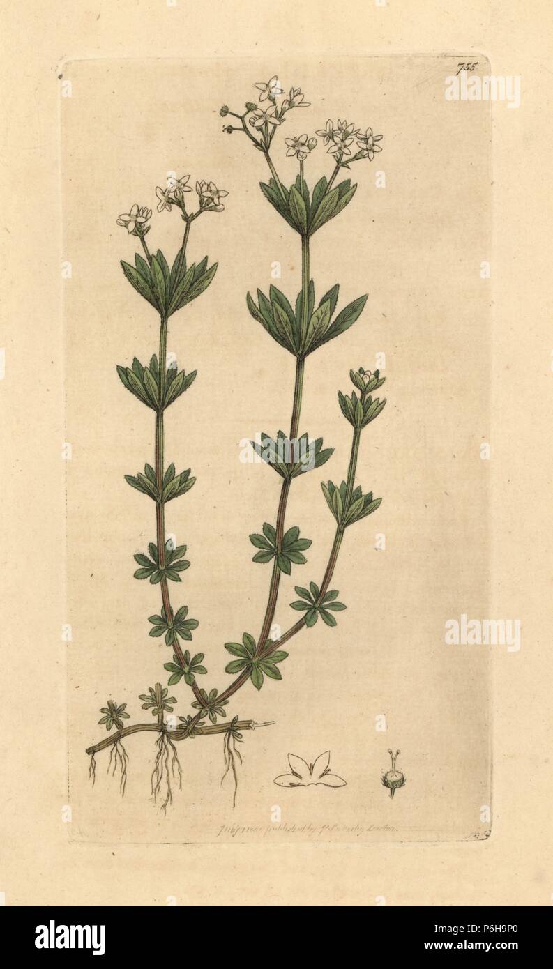 Sweetscented bedstraw, Galium odoratum (Sweet woodruff or woodroof, Asperula odorata). Handcoloured copperplate engraving after a drawing by James Sowerby for James Smith's English Botany, 1800. Stock Photo