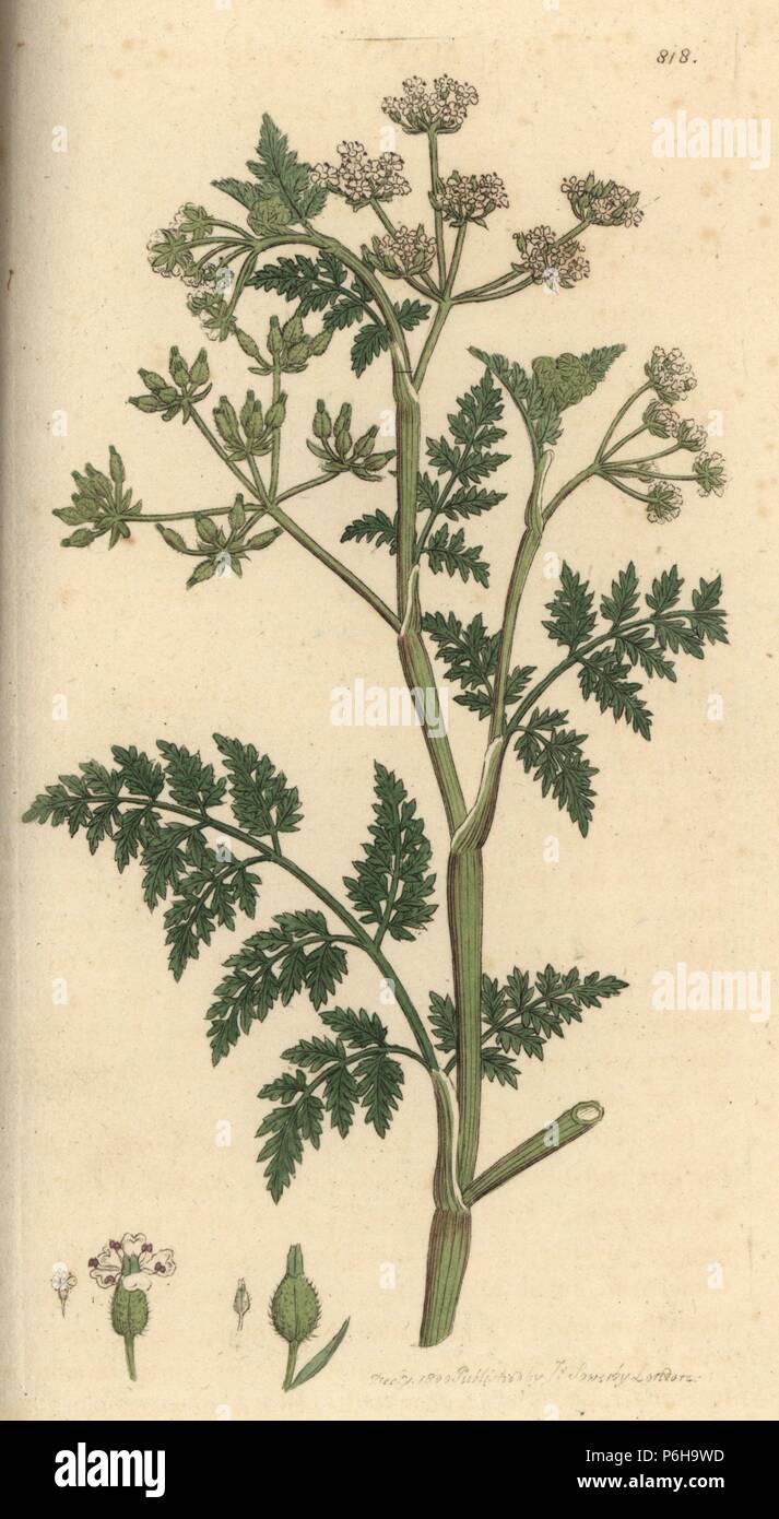 Rough chervil, Anthriscus caucalis (Scandix anthriscus). Handcoloured copperplate engraving from a drawing by James Sowerby for Smith's English Botany, London, 1800. Stock Photo