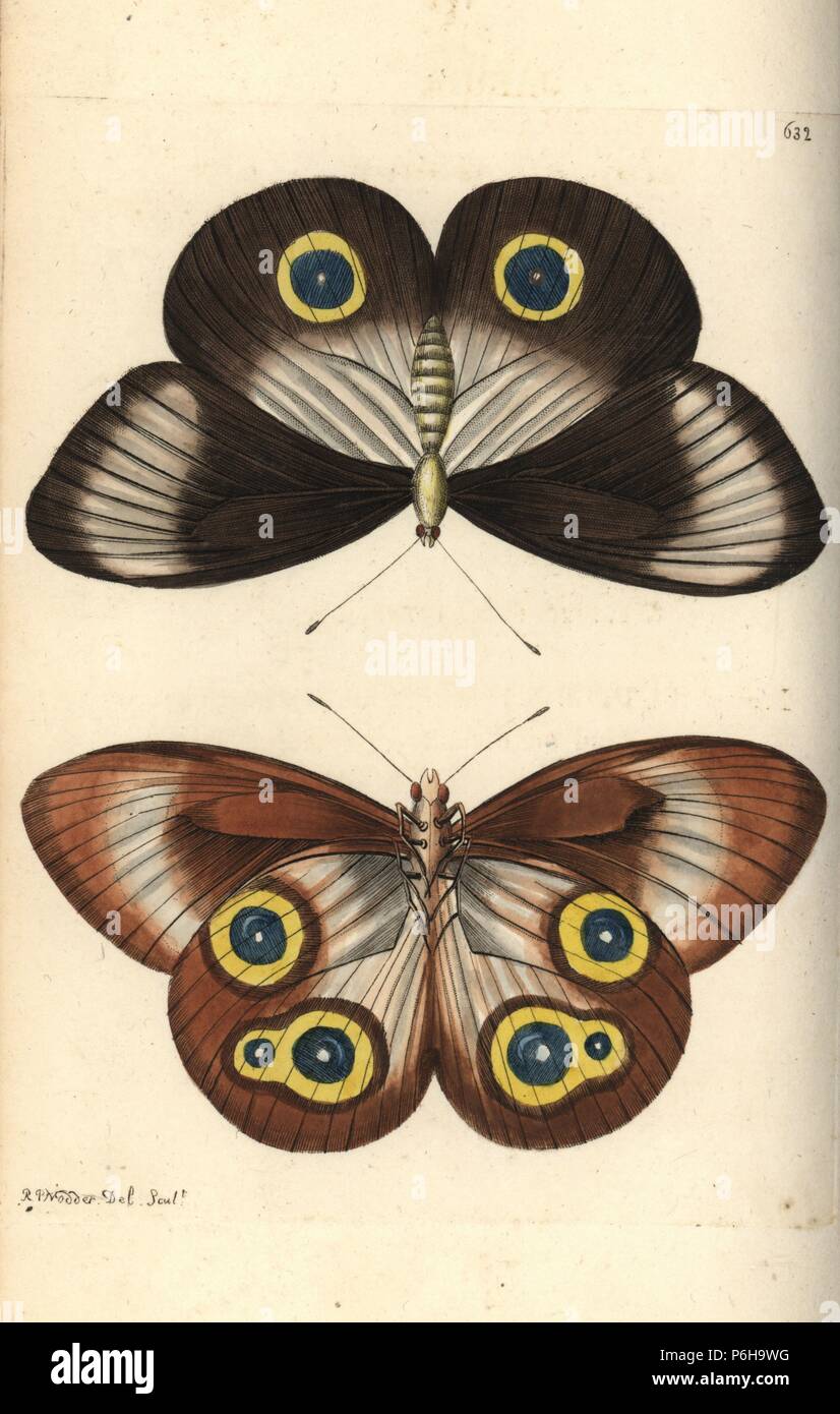 Taenaris urania butterfly, upperside and underside (Jairus butterfly, Papilio jairus). Illustration drawn and engraved by Richard Polydore Nodder. Handcoloured copperplate engraving from George Shaw and Frederick Nodder's The Naturalist's Miscellany, London, 1804. Stock Photo