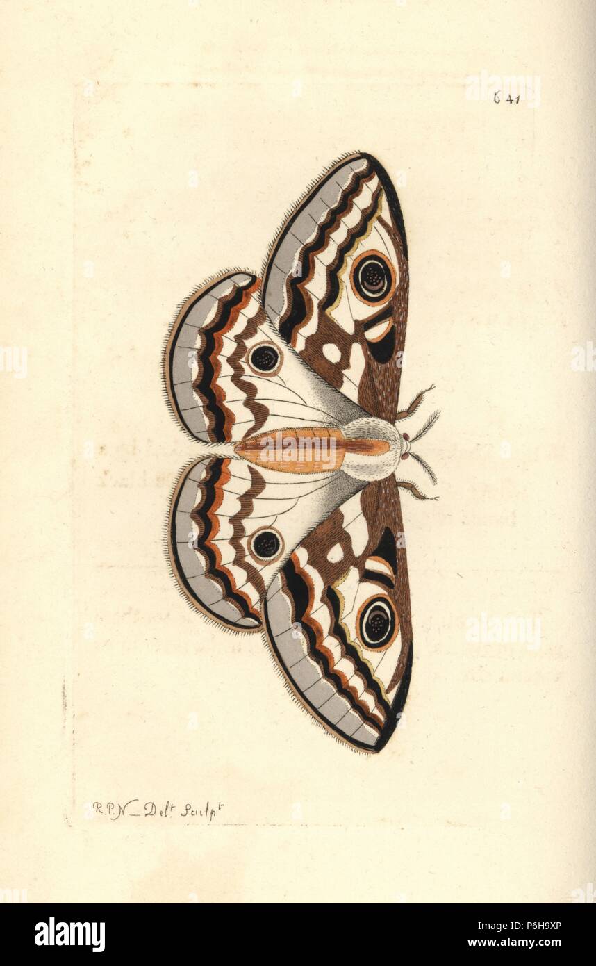 Southern marbled emperor, Heniocha apollonia (Apollonia butterfly, Phalaena apollonia). Illustration drawn and engraved by Richard Polydore Nodder. Handcoloured copperplate engraving from George Shaw and Frederick Nodder's The Naturalist's Miscellany, London, 1804. Stock Photo