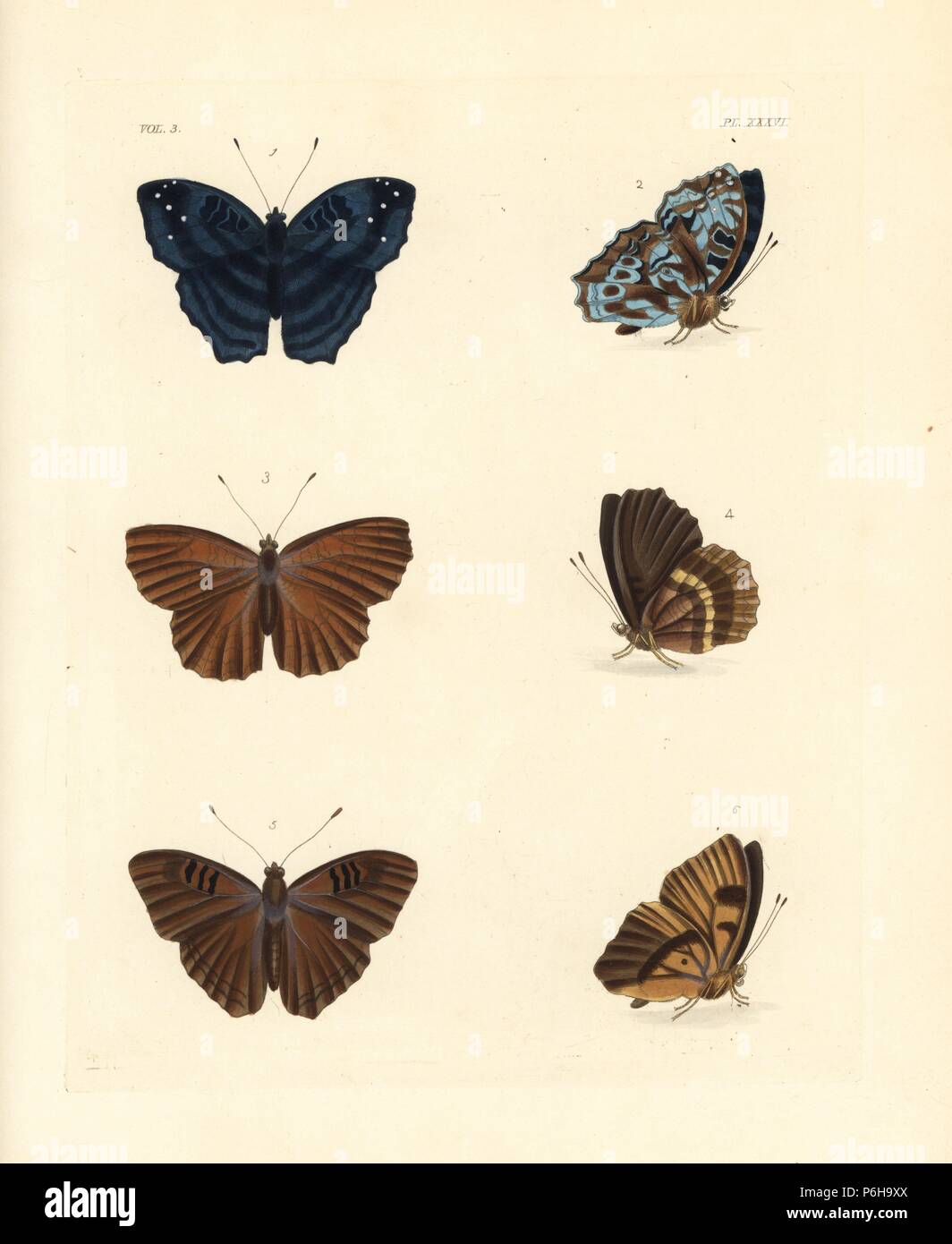 Brilliant nymph, Cynandra opis Nymphalis afer 1,2, Papilio Nymphalis alphaea 3,4, and doriclea nymph, Euriphene doriclea, Nymphalis doriclaea 5,6. Handcoloured lithograph from John O. Westwood's new edition of Dru Drury's 'Illustrations of Exotic Entomology,' Bohn, London, 1837. Stock Photo