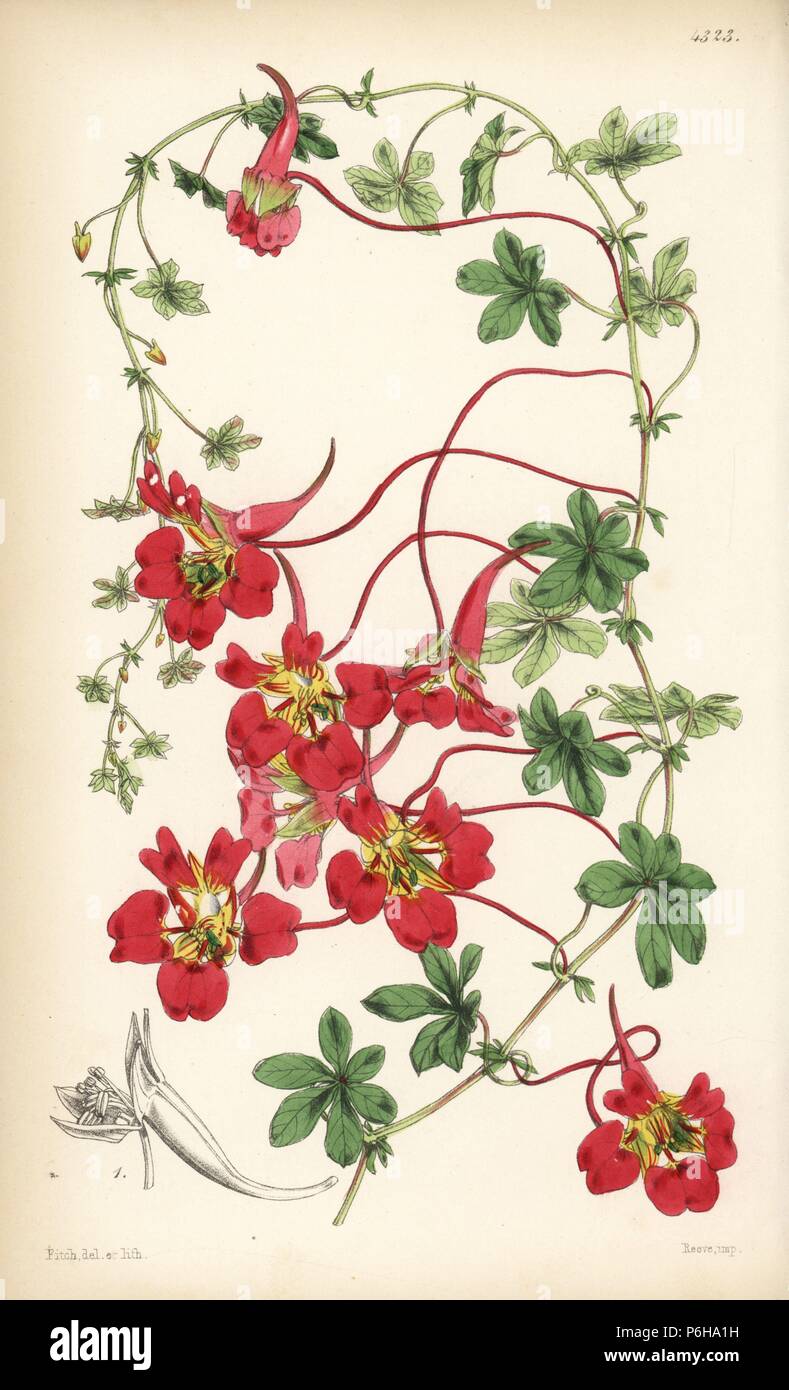 Showy Indian cress, Tropaeolum speciosum. Handcoloured botanical illustration drawn and lithographed by Walter Fitch from Sir William Jackson Hooker's 'Curtis's Botanical Magazine,' London, 1847. Stock Photo