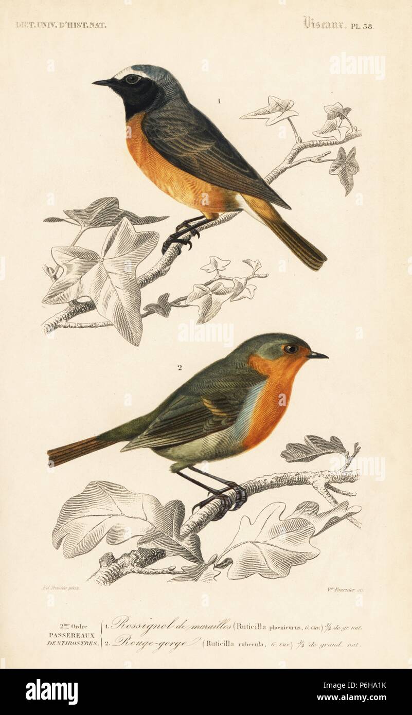 Hodgson's redstart, Phoenicurus hodgsoni, and European robin redbreast, Erithacus rubecula. Handcoloured engraving by the Widow Fournier after an illustration by Edouard Travies from Charles d'Orbigny's Dictionnaire Universel d'Histoire Naturelle (Dictionary of Natural History), Paris, 1849. Stock Photo