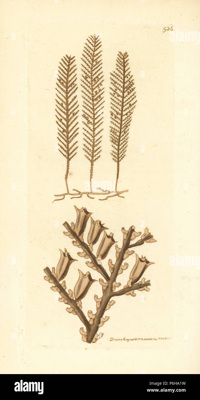 Thuiaria pinaster (Pine sertularia, Sertularia pinaster). Illustration drawn and engraved by Richard Polydore Nodder. Handcoloured copperplate engraving from George Shaw and Frederick Nodder's 'The Naturalist's Miscellany,' London, 1810. Stock Photo