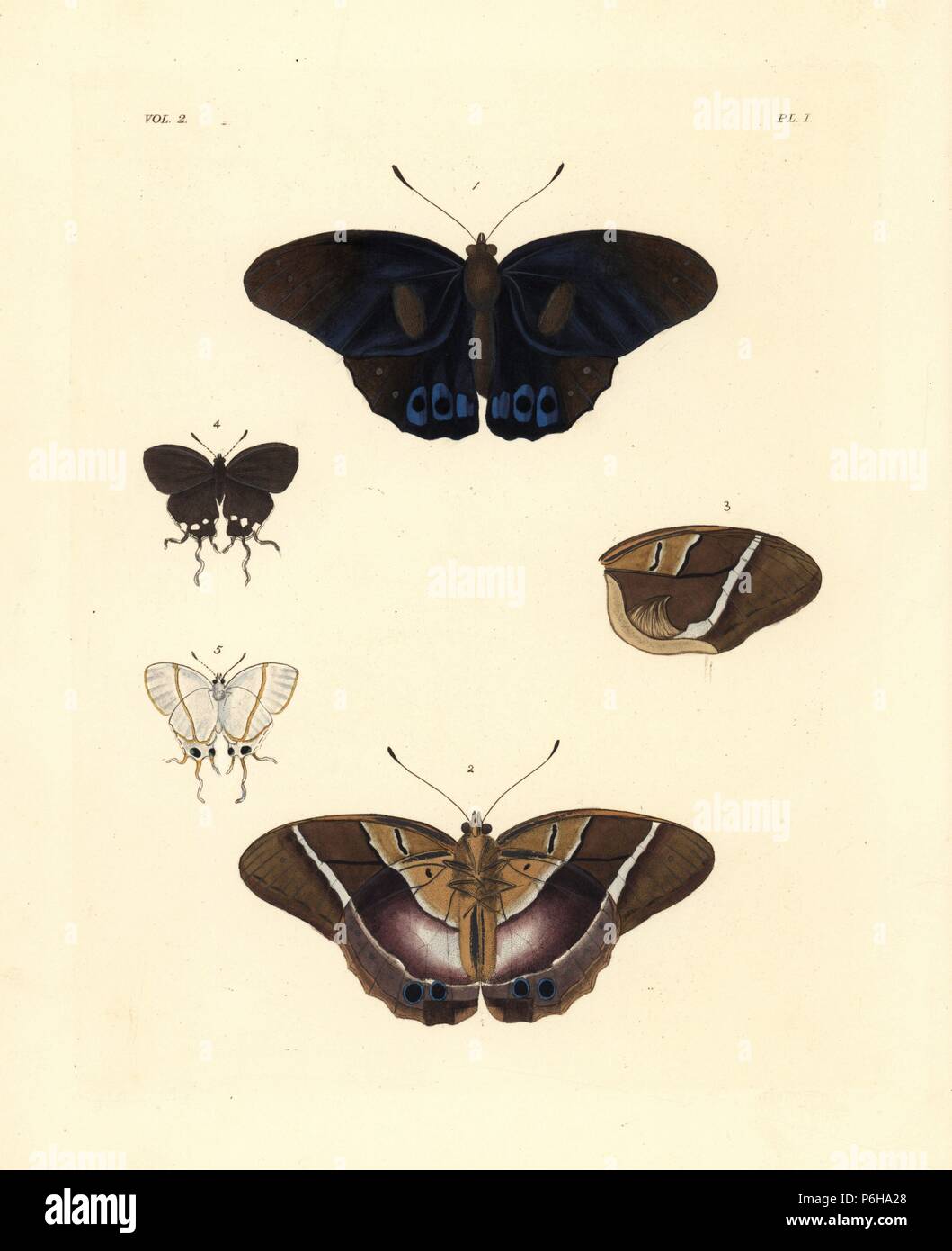 Common brown morpho, Antirrhea philoctetes (Haetera philoctetes) 1,2, wing 3, common falsehead butterfly, Oxylides faunus (Thecla faunus) female 4,5, ventral and dorsal views. Handcoloured lithograph from John O. Westwood's new edition of Dru Drury's 'Illustrations of Exotic Entomology,' Bohn, London, 1837. Stock Photo