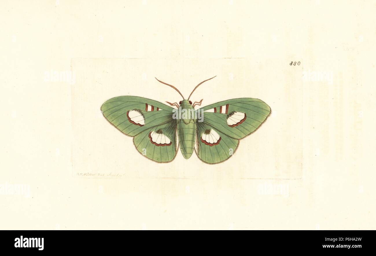 Moonlight queen moth, Siga liris (Phalaena liris). Illustration drawn and engraved by Richard Polydore Nodder. Handcoloured copperplate engraving from George Shaw and Frederick Nodder's 'The Naturalist's Miscellany,' London, 1809. Stock Photo