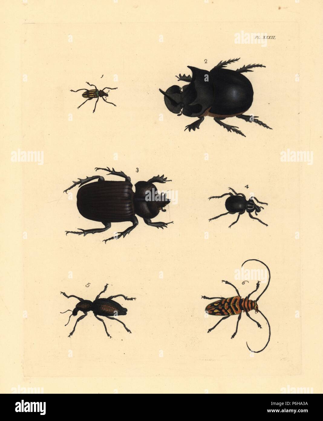 Sugar-cane weevil root-borer, Diaprepes spengleri 1, dung beetle, Catharsius molossus 2, scarab beetle, Phileurus didymus 3, Brachycerus globosus 4, snout beetle, Hipporhinus verrucosus 5, and flat-faced longhorn, Sternotomis pulchra 6. Handcoloured lithograph from John O. Westwood's new edition of Dru Drury's 'Illustrations of Exotic Entomology,' Bohn, London, 1837. Stock Photo