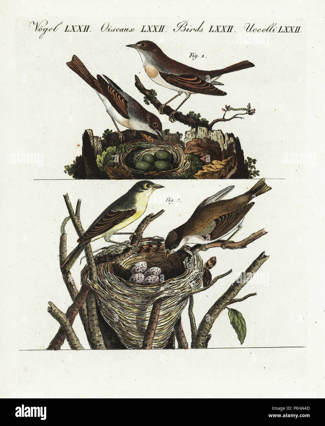 Common nightingale, Luscinia megarhynchos, and chiffchaff, Phylloscopus collybita, with nest and eggs. Handcoloured copperplate engraving from Bertuch's 'Bilderbuch fur Kinder' (Picture Book for Children), Weimar, 1805. Friedrich Johann Bertuch (1747-1822) was a German publisher and man of arts most famous for his 12-volume encyclopedia for children illustrated with 1,200 engraved plates on natural history, science, costume, mythology, etc., published from 1790-1830. Stock Photo