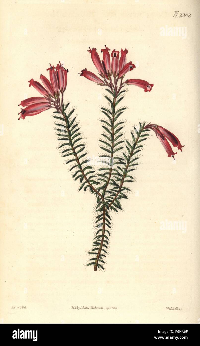 Blood red heath, Erica cruenta (Mutable heath, Erica mutabilis). Handcoloured copperplate engraving by Weddell after an illustration by John Curtis from Samuel Curtis's "Botanical Magazine," London, 1822. Stock Photo