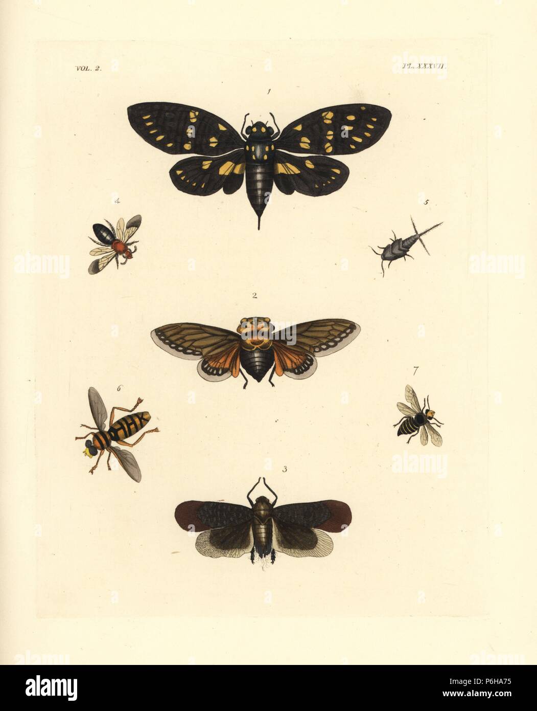 Speckled black cicada, Gaeana maculata 1, Platypleura capensis 2, Lystra lanata 3, Andrena thoracica 4, Acrotelsa collaris 5, hoverfly, Milesia virginiensis 6, and paper wasp, polistes annularis 7. Handcoloured lithograph from John O. Westwood's new edition of Dru Drury's 'Illustrations of Exotic Entomology,' Bohn, London, 1837. Stock Photo